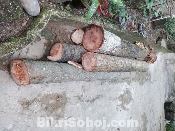 নারকেল গাছ